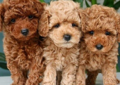 TOY POODLE YAVRULAR